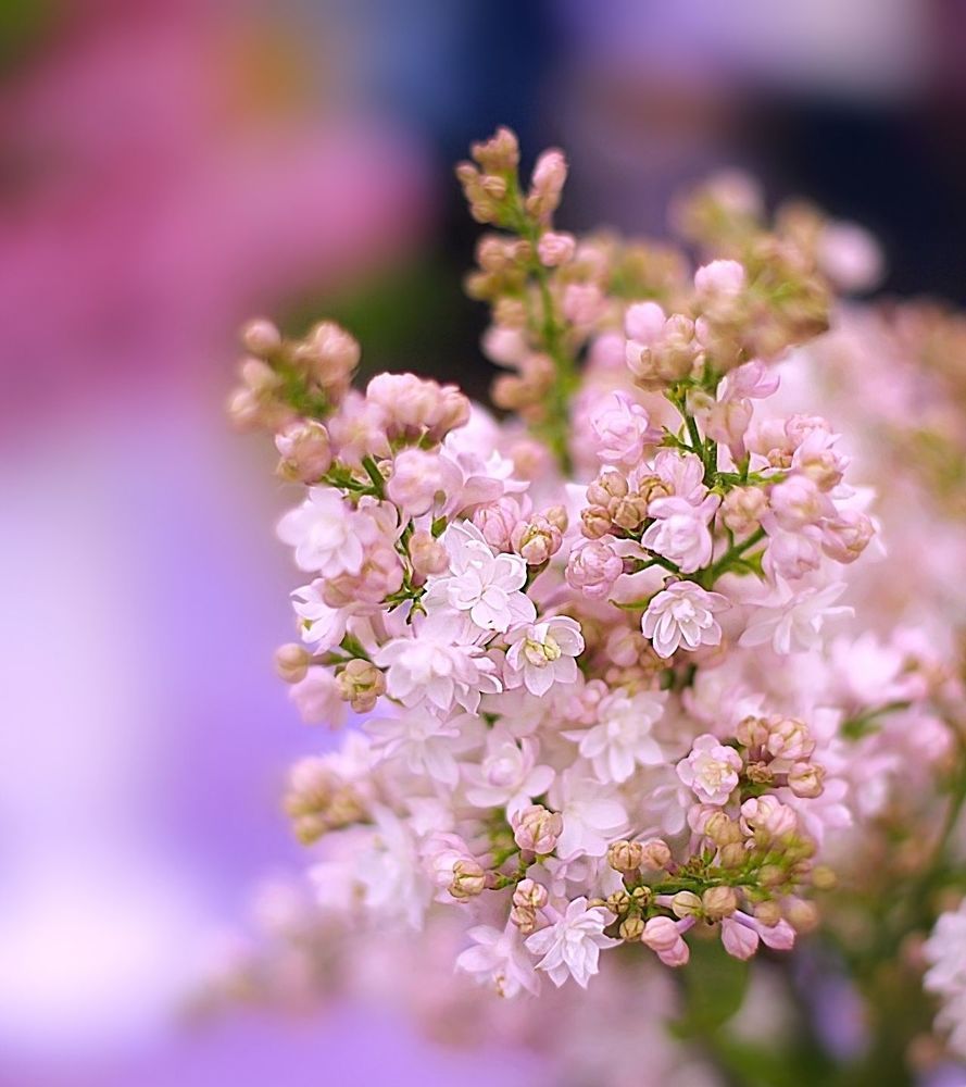 Lilac