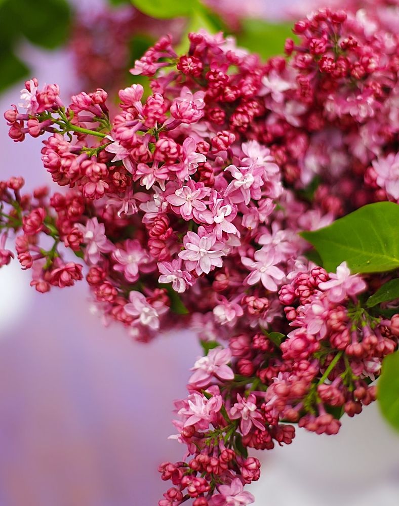 Lilac