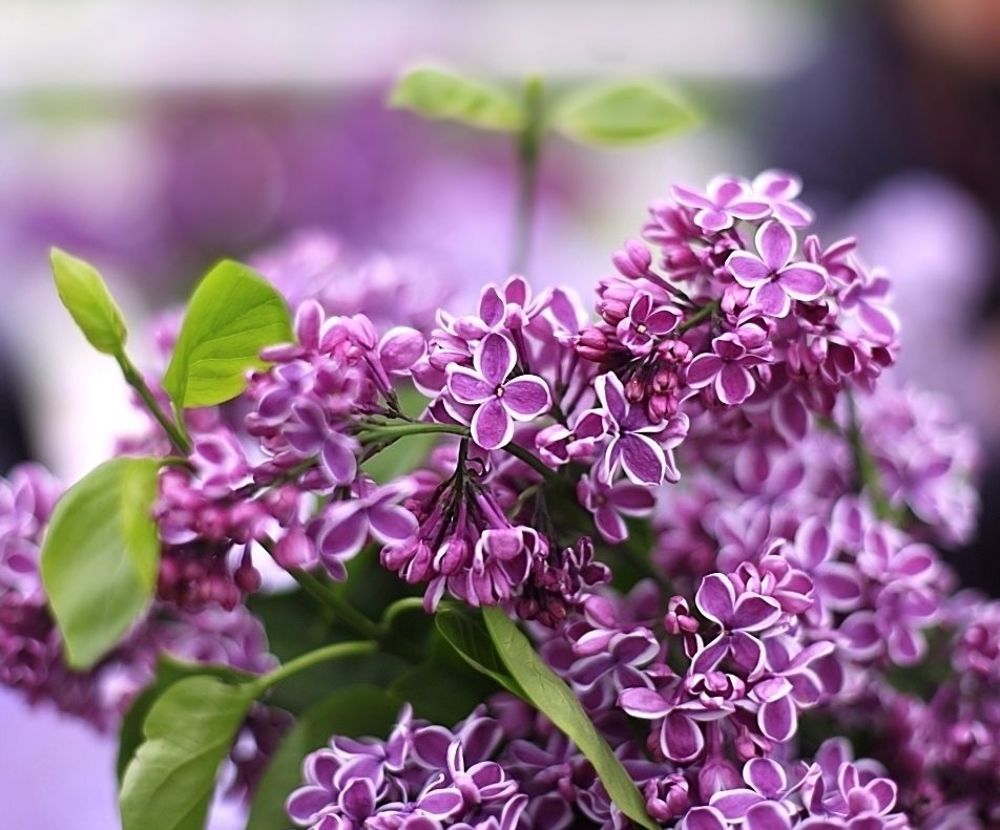 Lilac