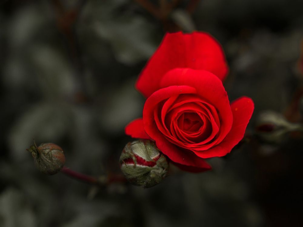 Photo 1141603