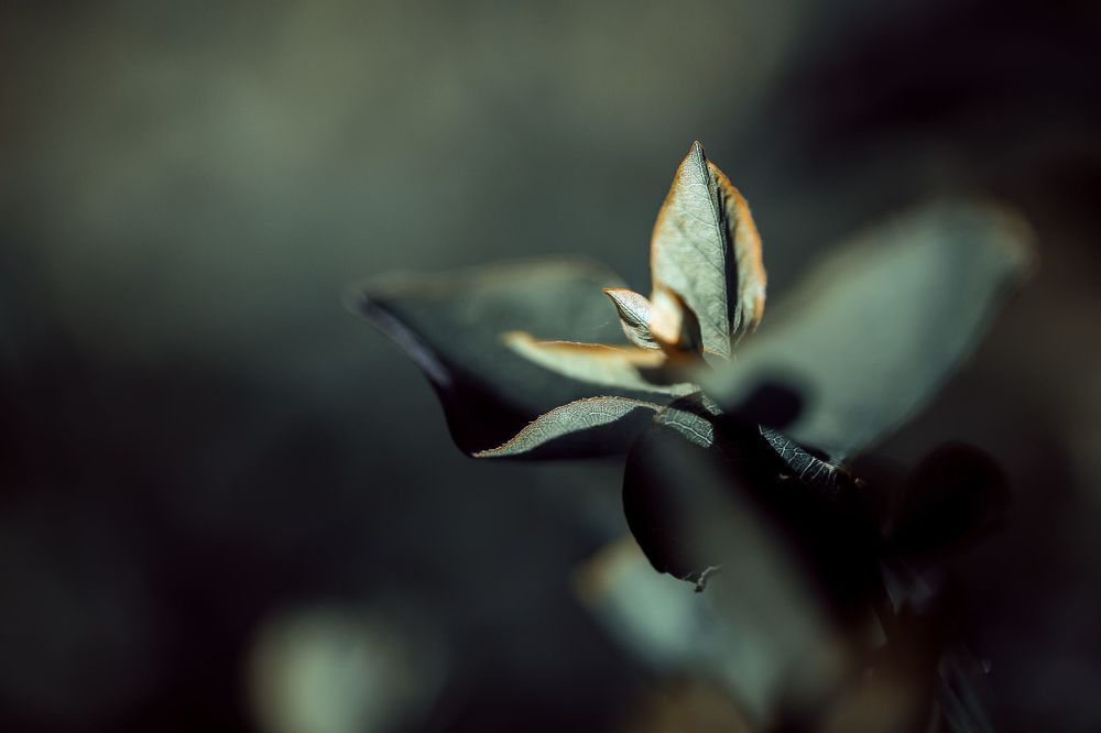 Photo 1141607