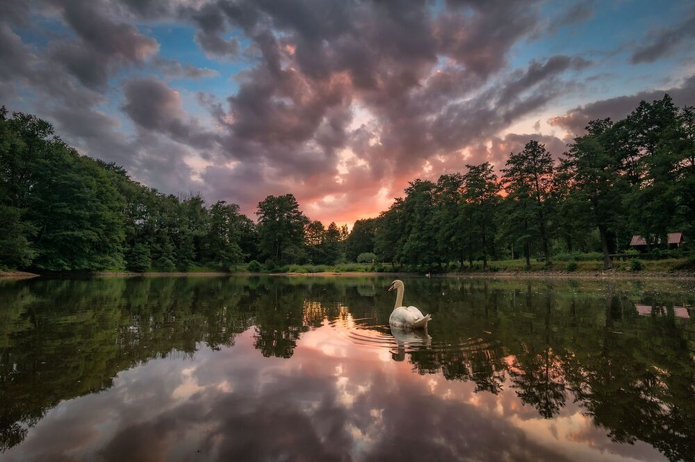 Swan lake sunset