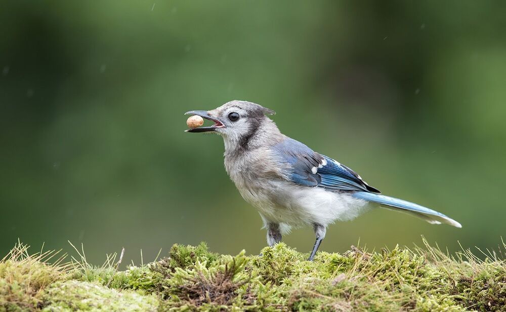 Голубая сойка - Blue Jay (Juvenile)