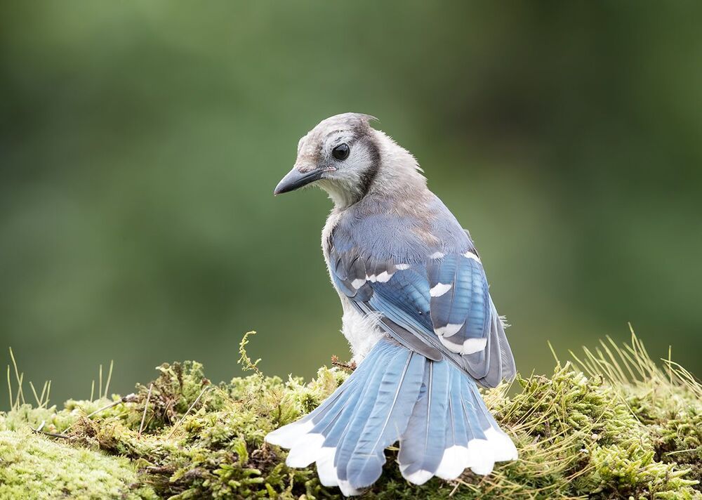 Голубая сойка - Blue Jay (Juvenile)