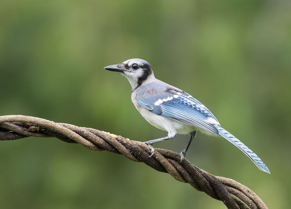 Голубая сойка - Blue Jay (Juvenile)
