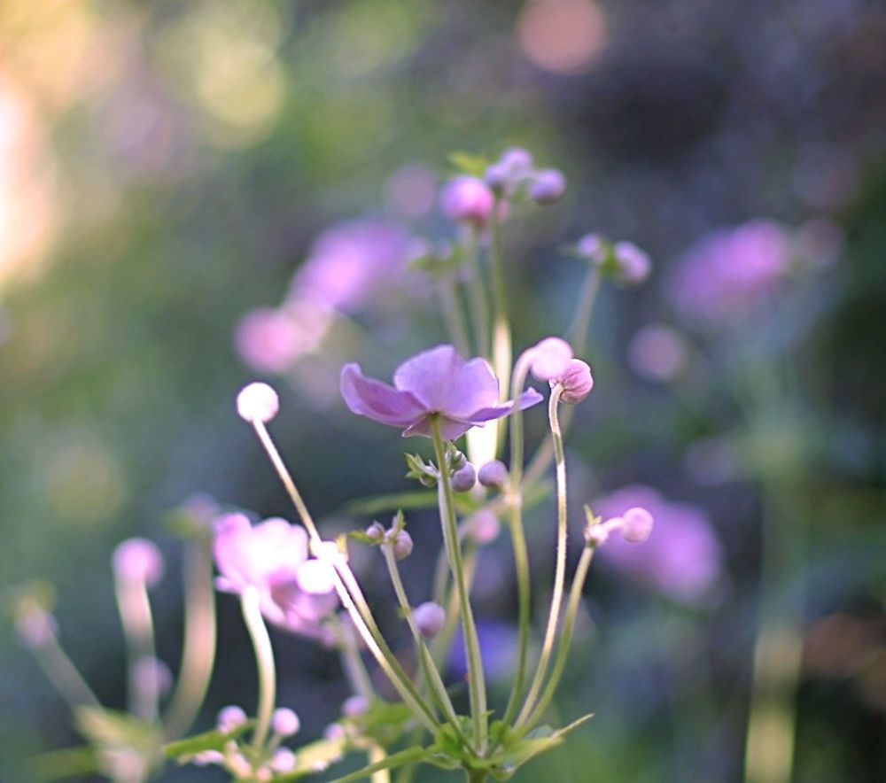 Anemone