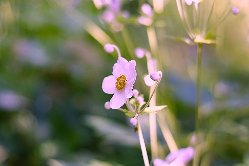 Anemone