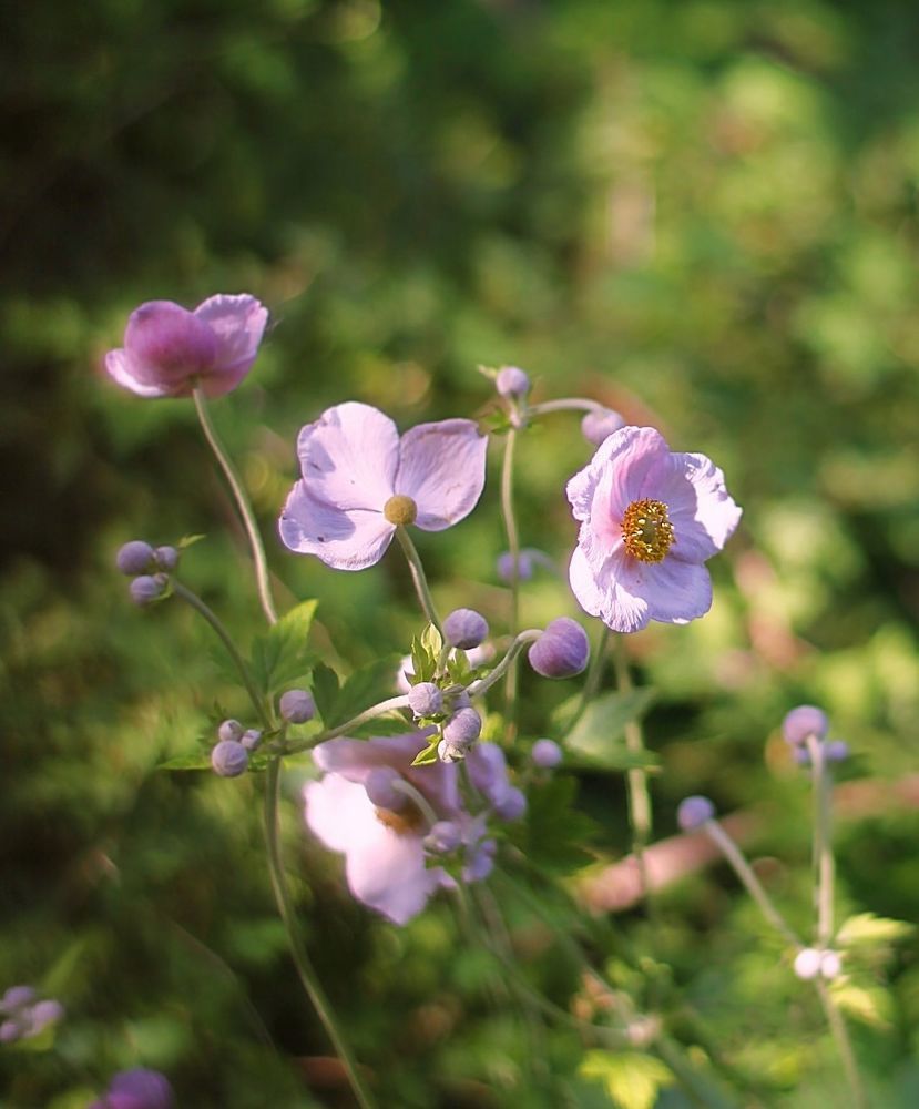 Anemone