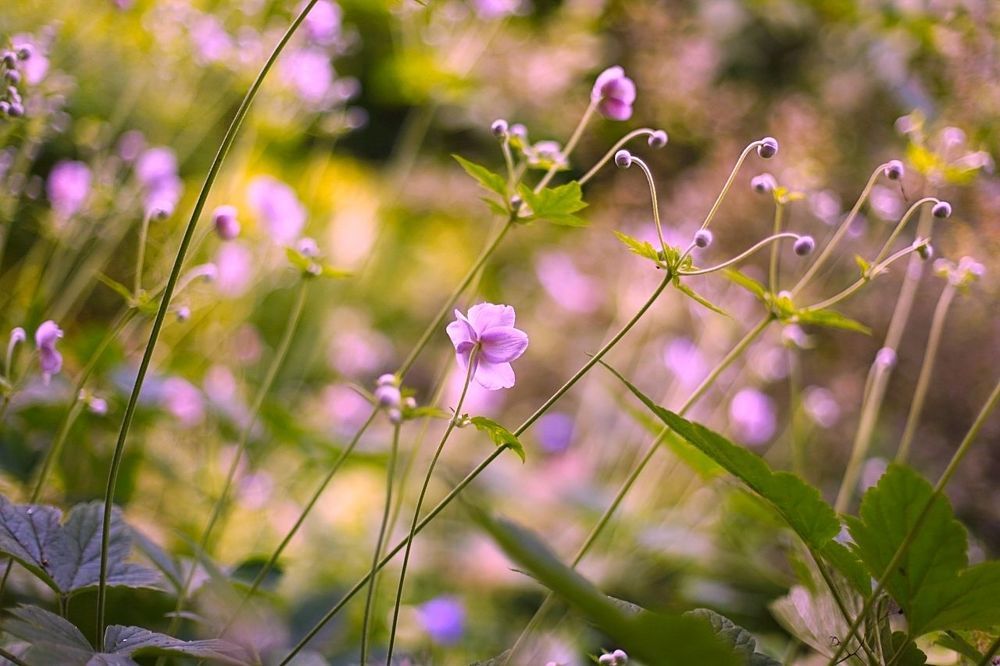 Anemone