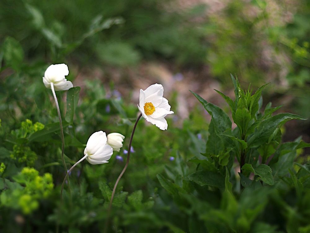 Anemone