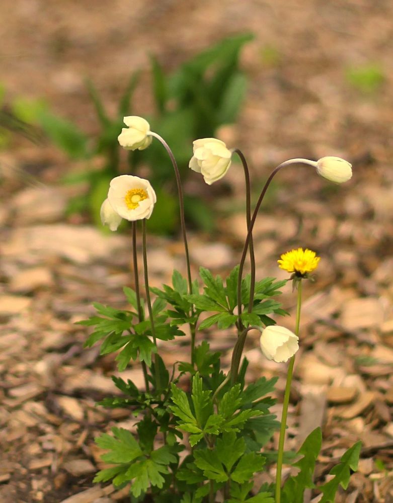 Anemone