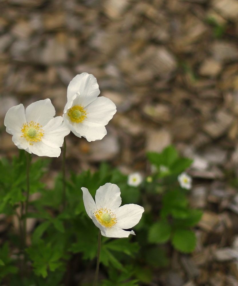 Anemone