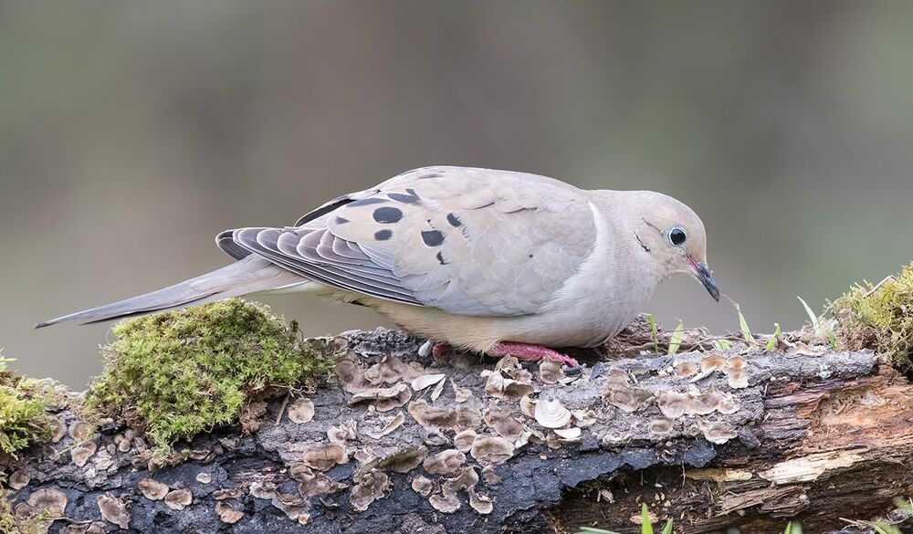 Кольчатая горлица - Dove