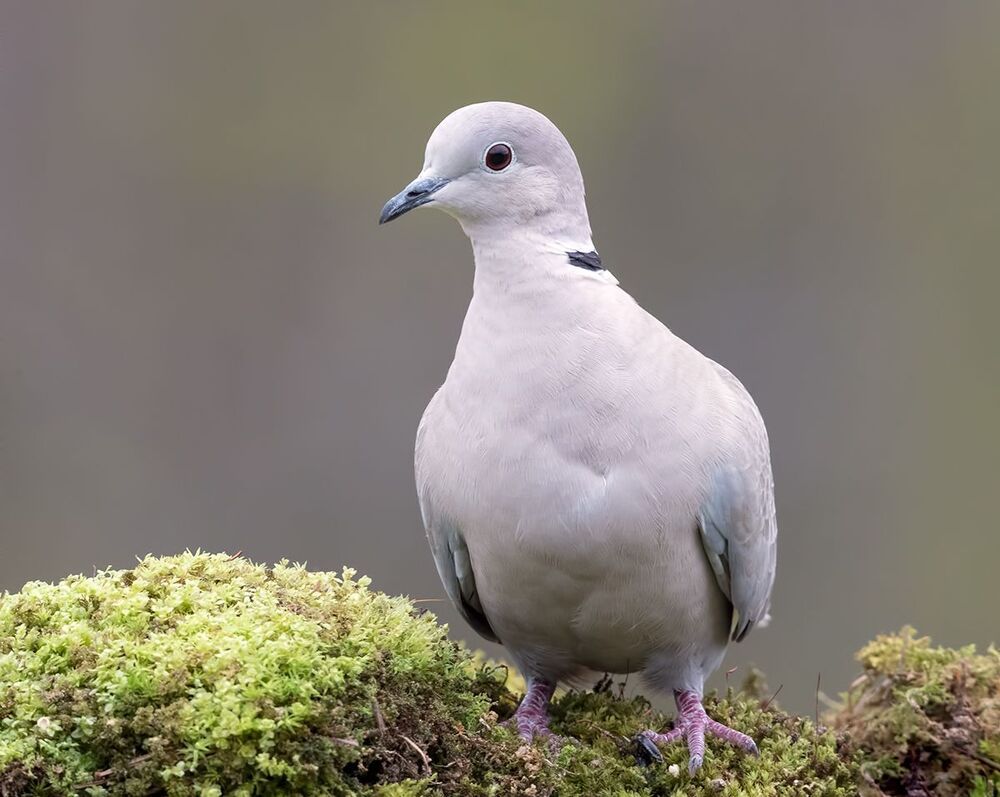 Кольчатая горлица - Dove