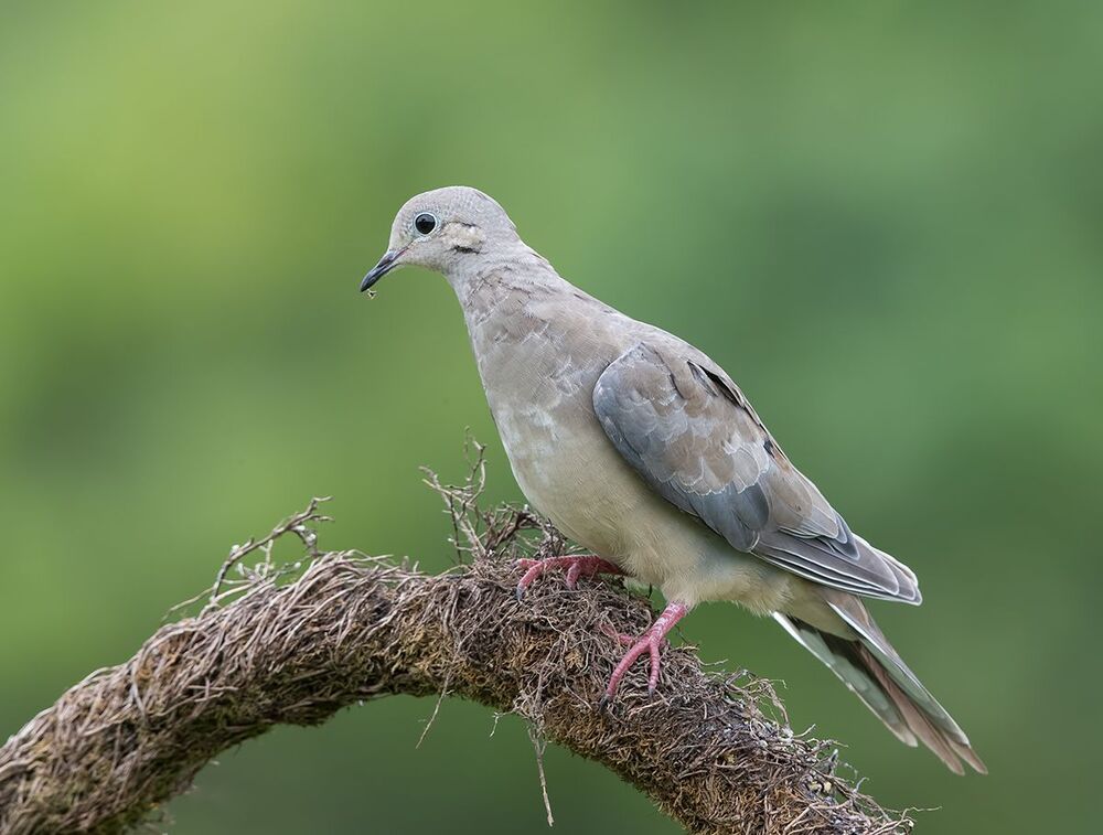 Кольчатая горлица - Dove