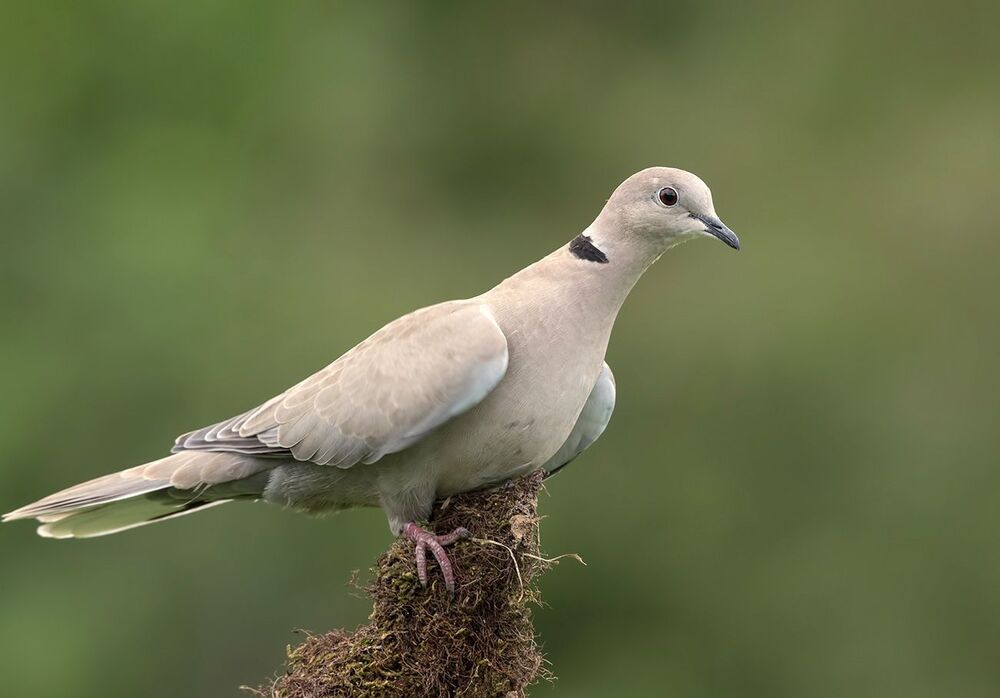 Кольчатая горлица - Dove