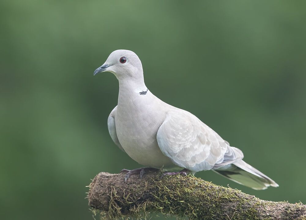 Кольчатая горлица - Dove