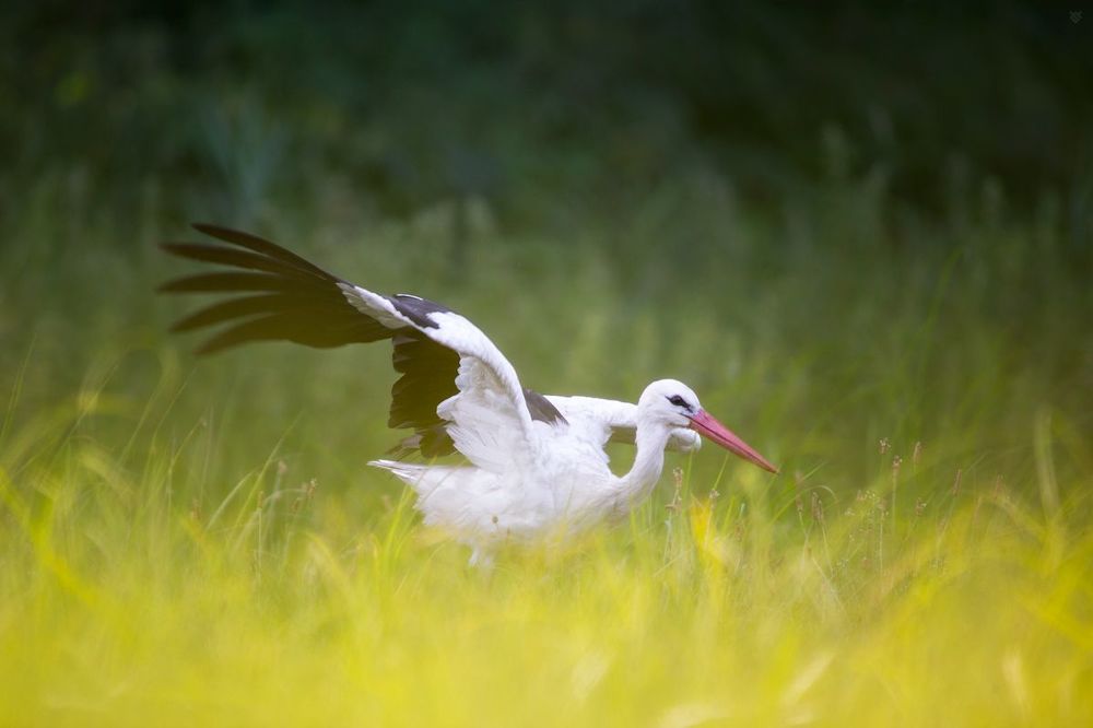 White stork
