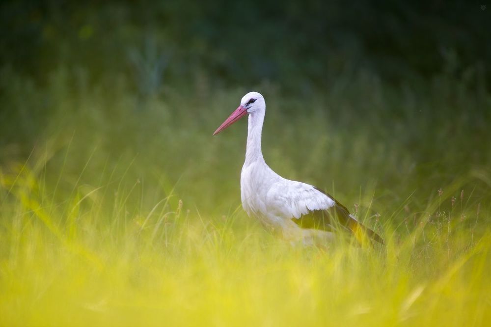 White stork
