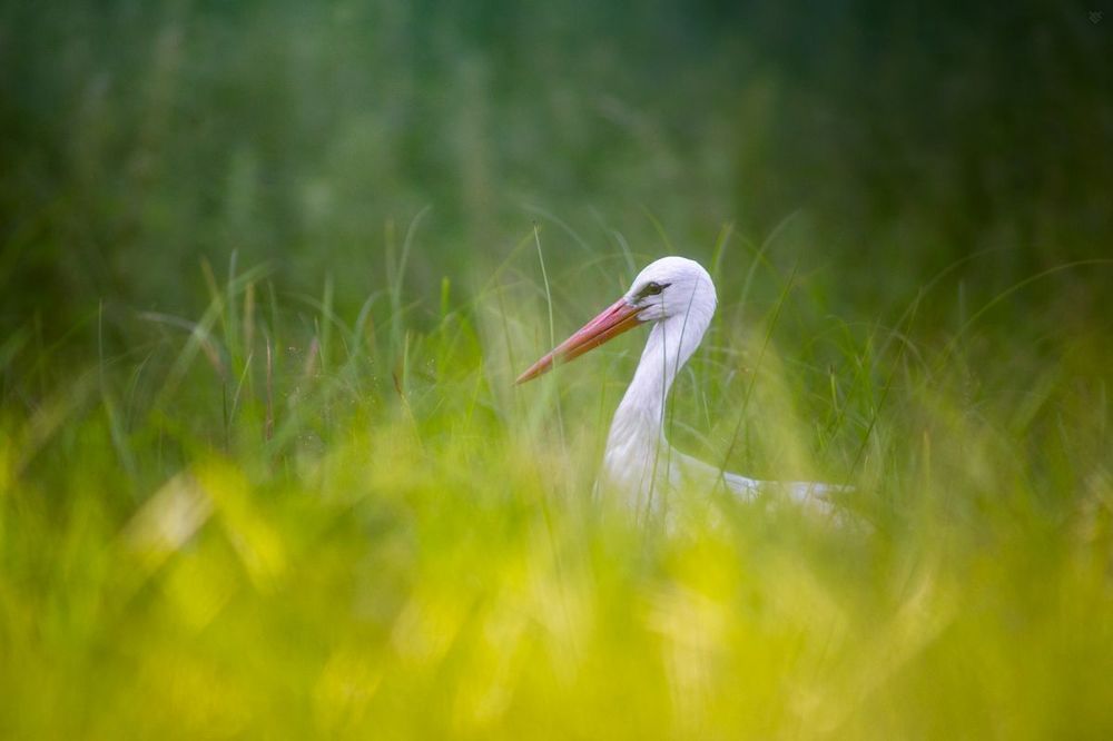White stork