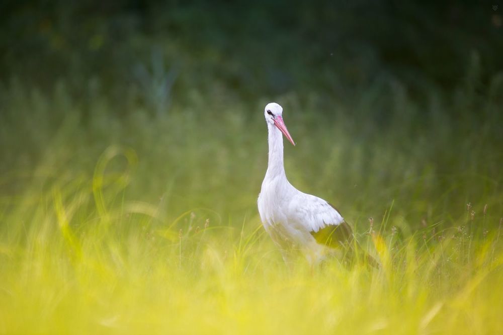 White stork