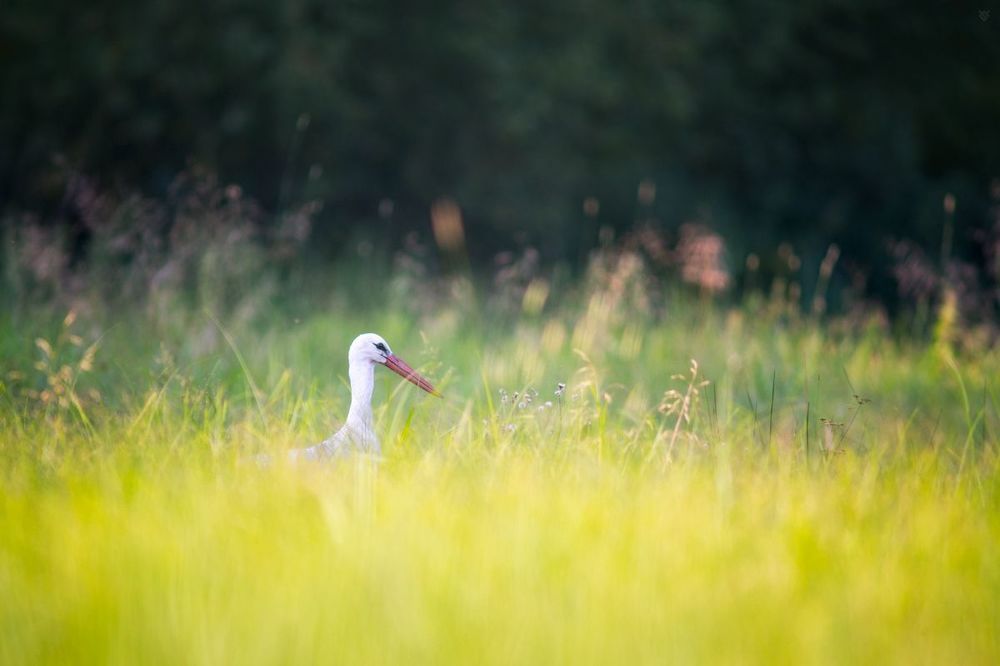 White stork