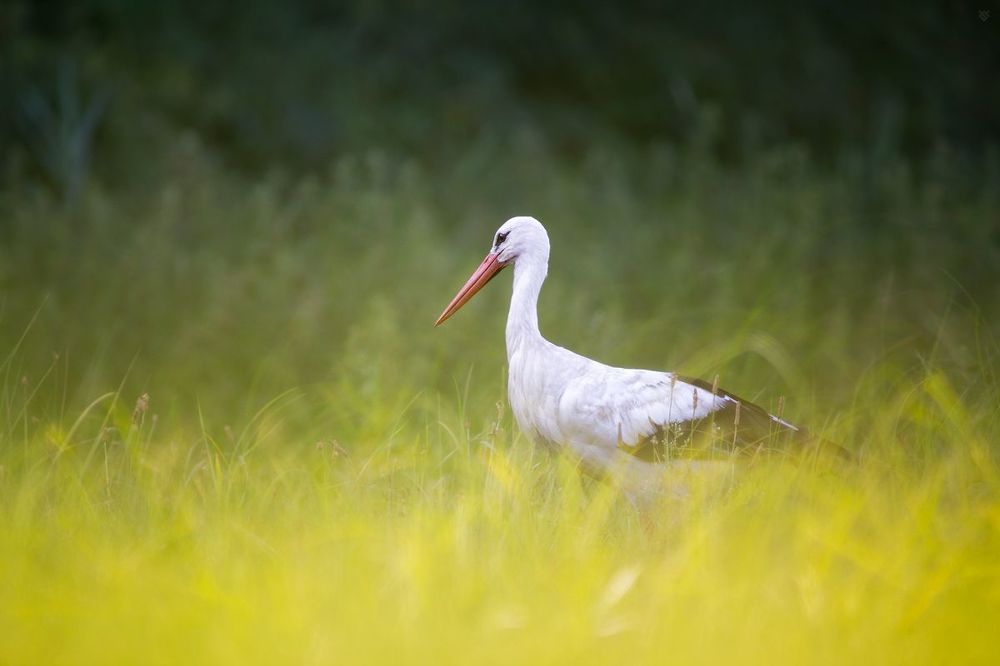 White stork
