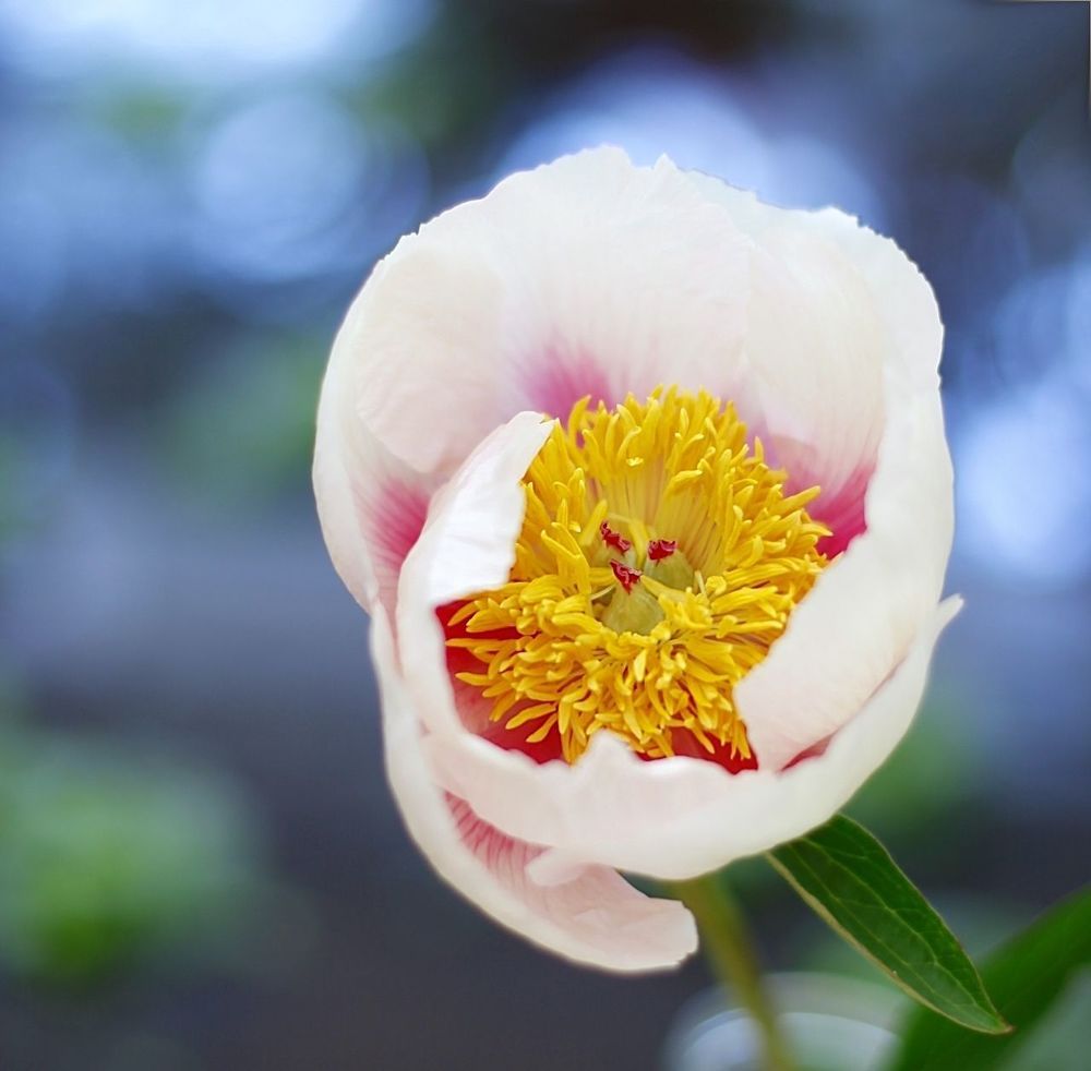 Peonies