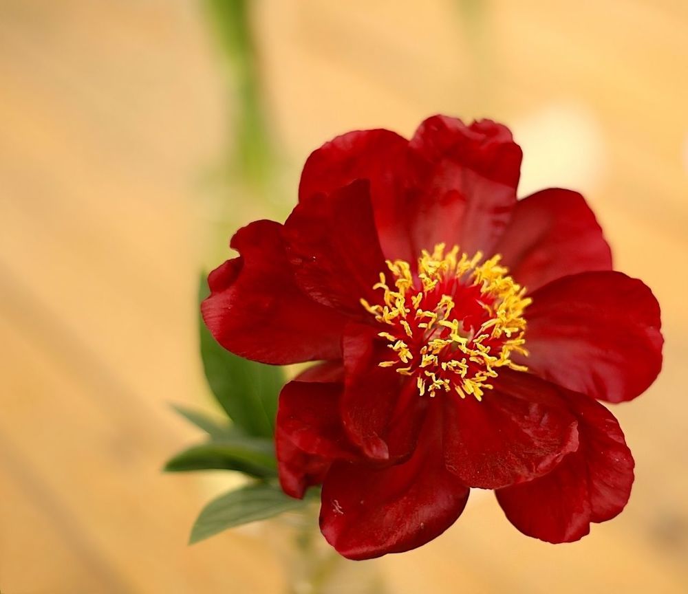 Peonies