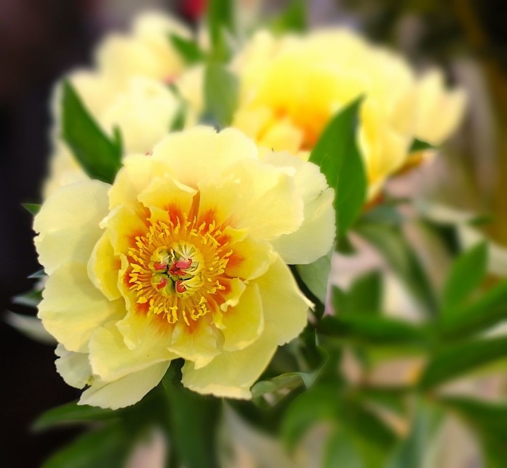 Peonies