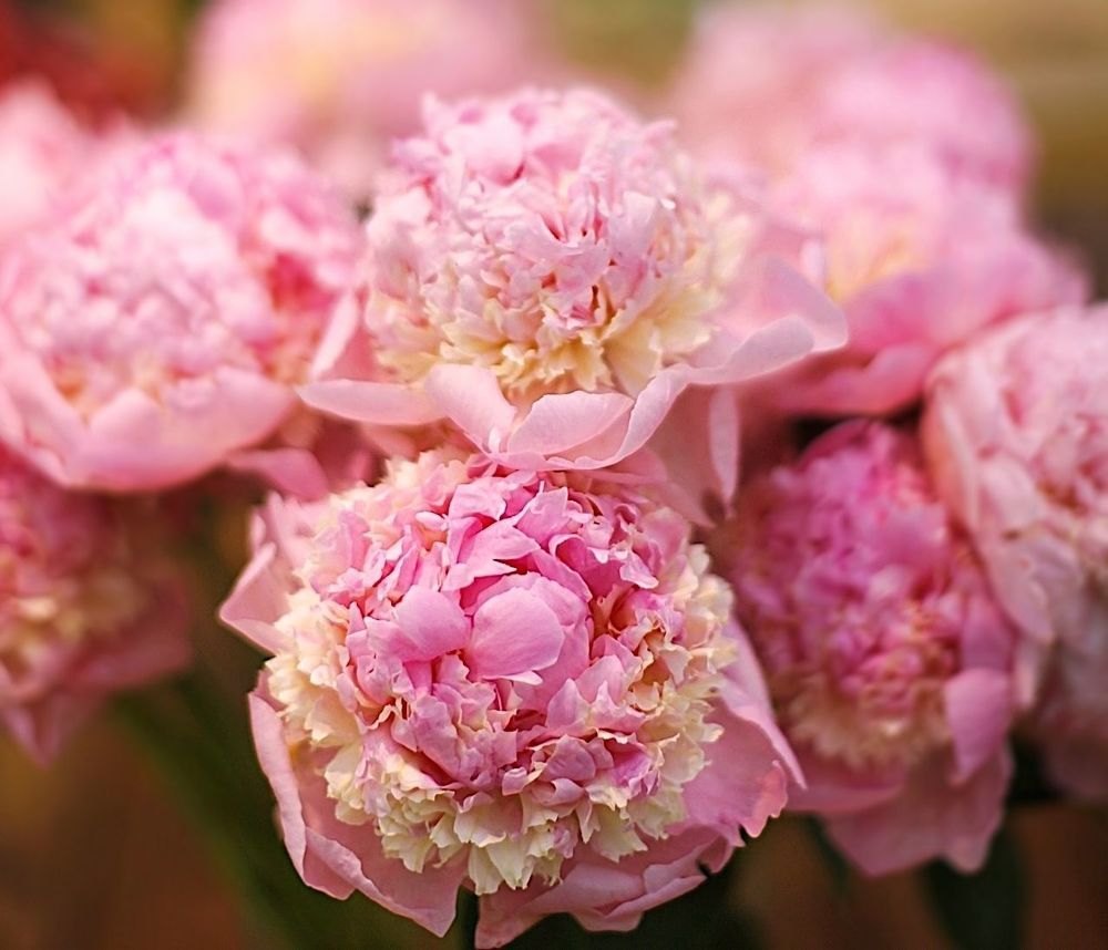 Peonies