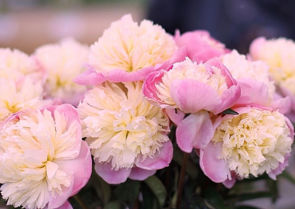 Peonies