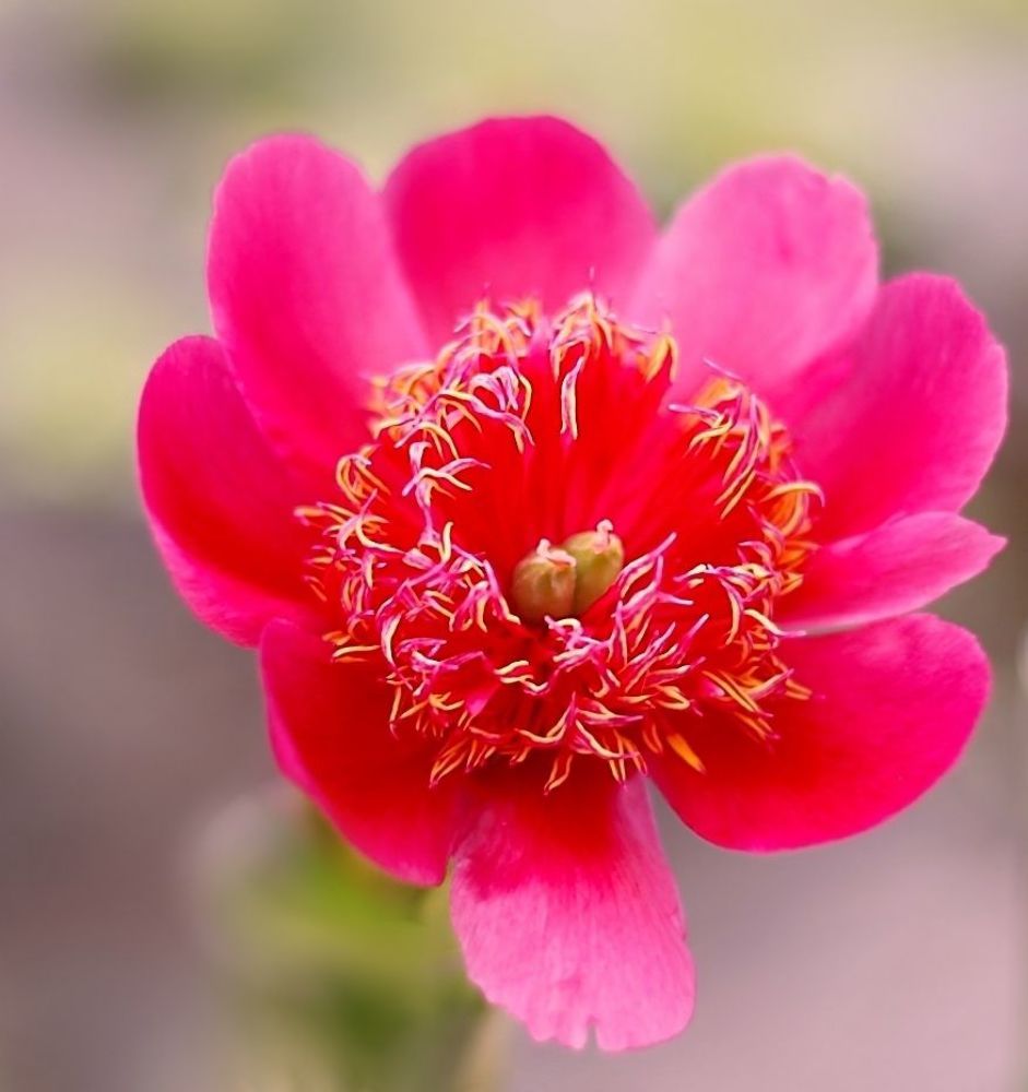 Peonies