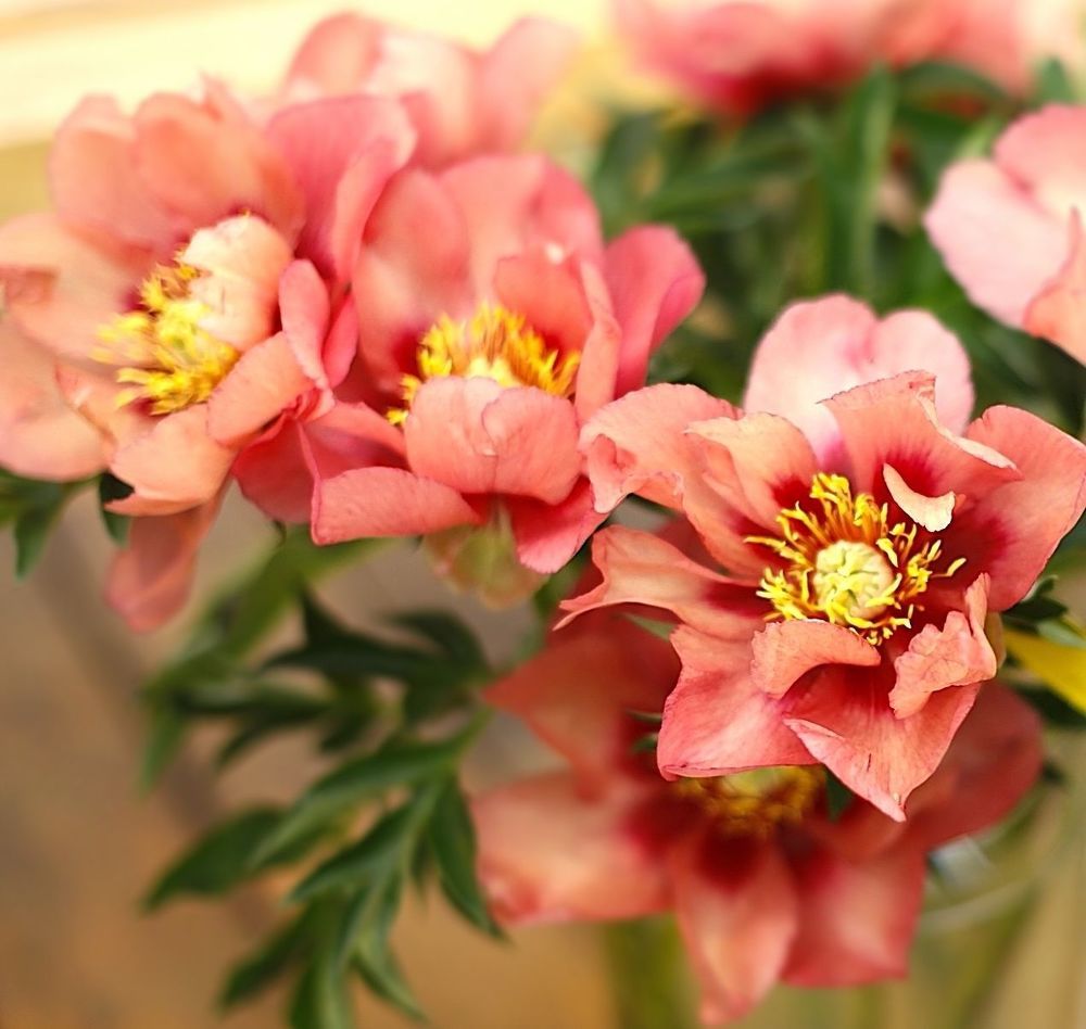 Peonies