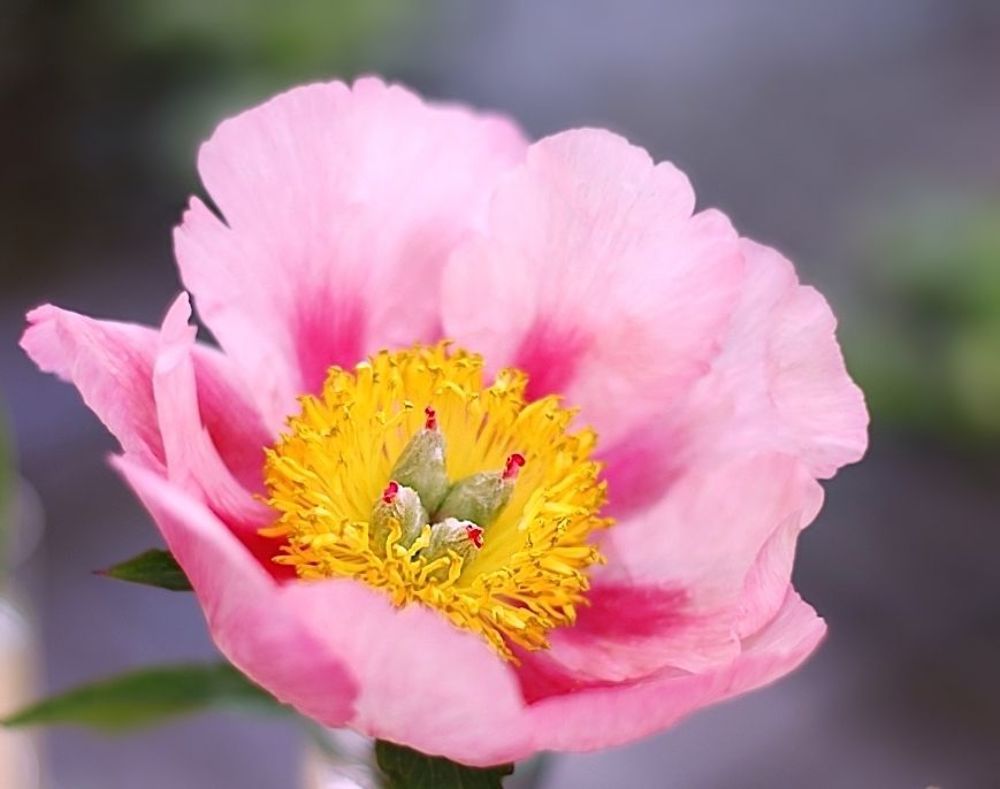 Peonies