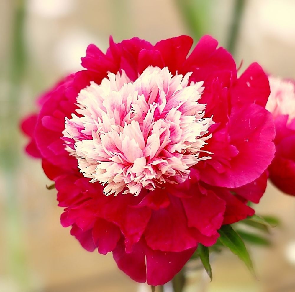 Peonies