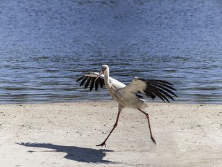 Антраша молодого аиста