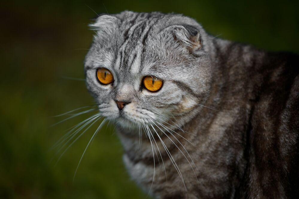 Кот Том (Томас, Томи, Тосик)