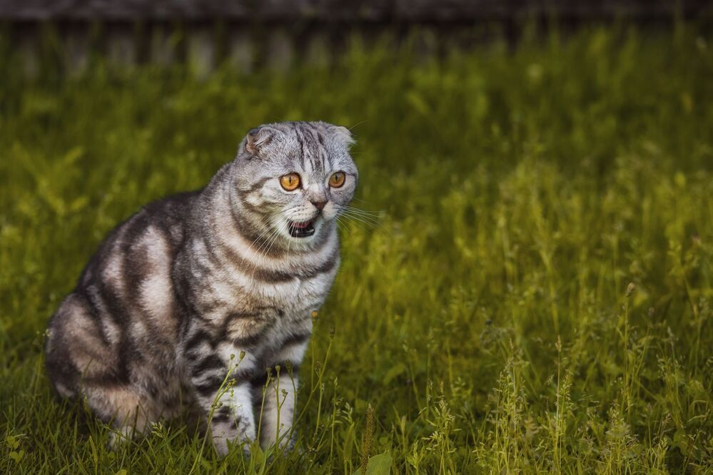 Кот Том (Томас, Томи, Тосик)
