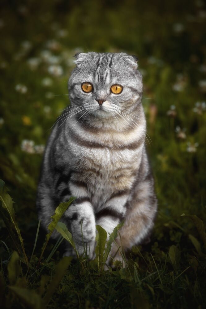 Кот Том (Томас, Томи, Тосик)