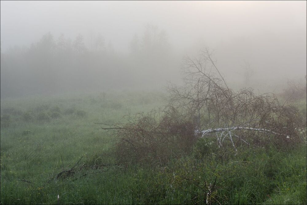 В тумане