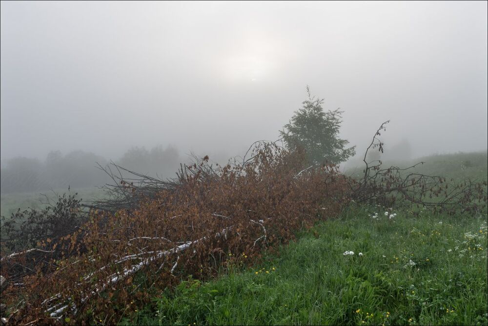 Нежданный лесоповал в утреннем тумане