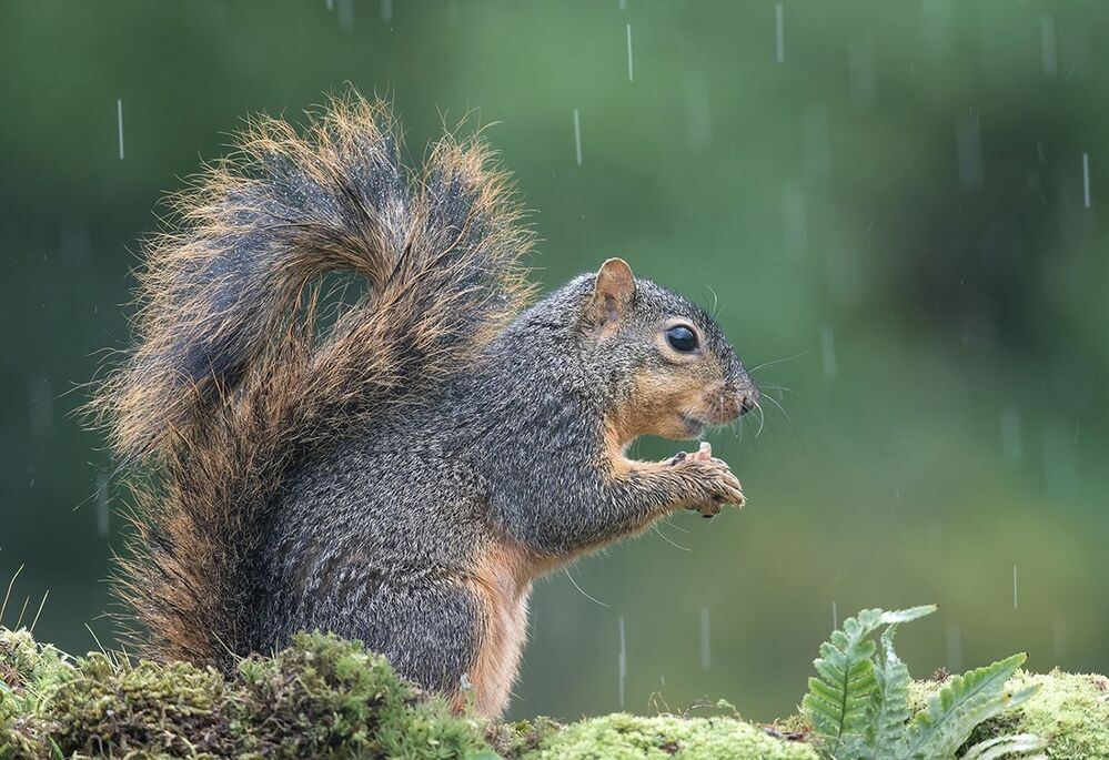 Белка -Squirrel