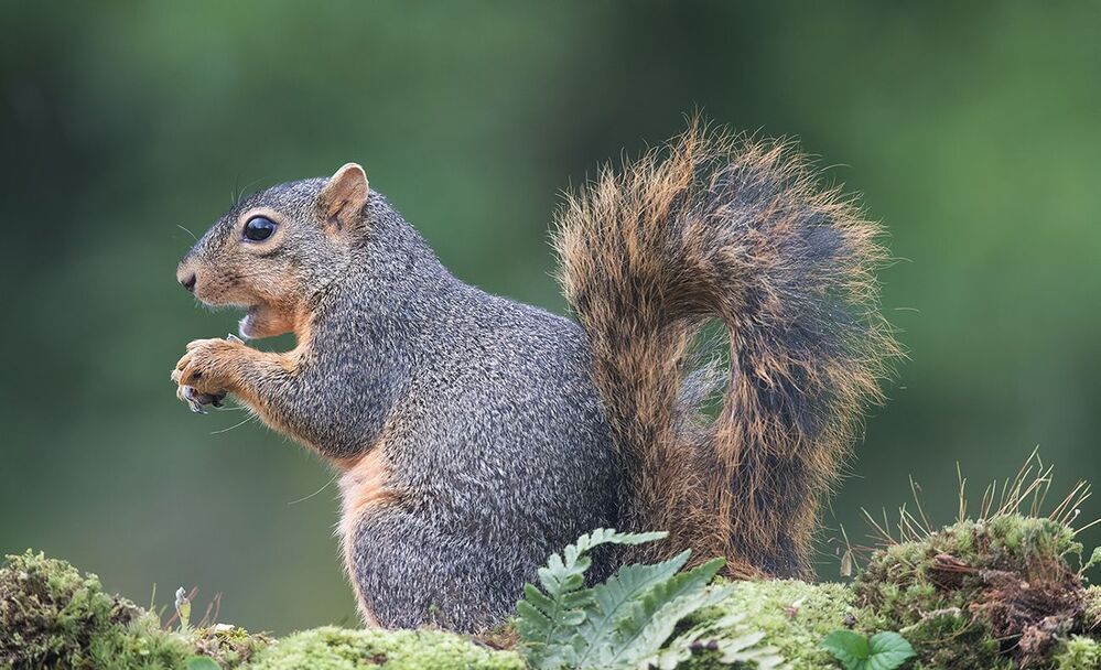 Белка -Squirrel