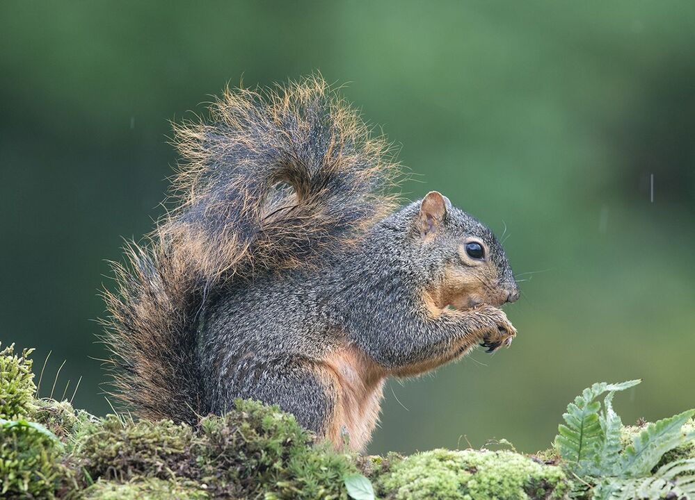 Белка -Squirrel