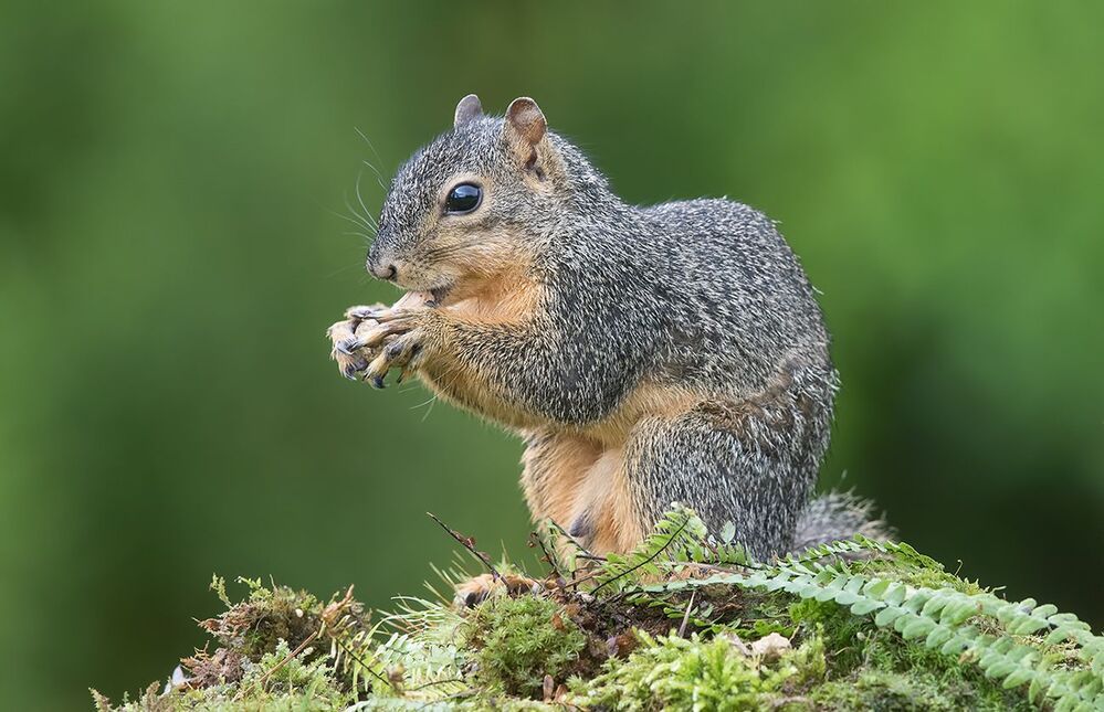 Белка -Squirrel