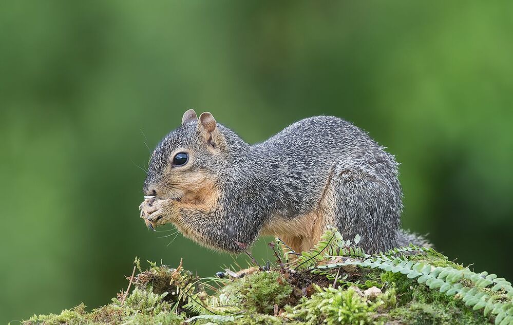 Белка -Squirrel