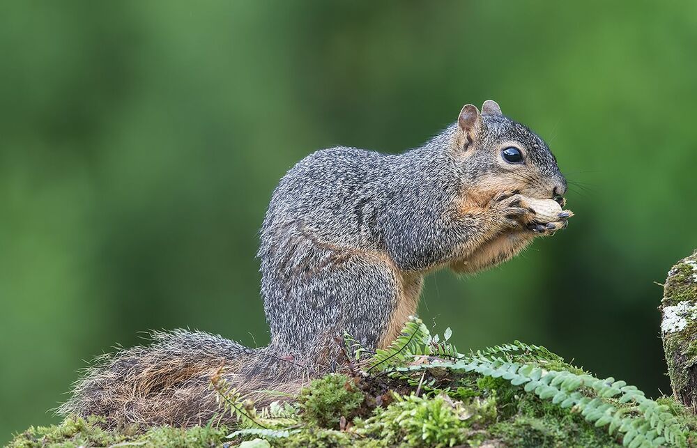 Белка -Squirrel