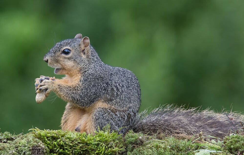 Белка -Squirrel