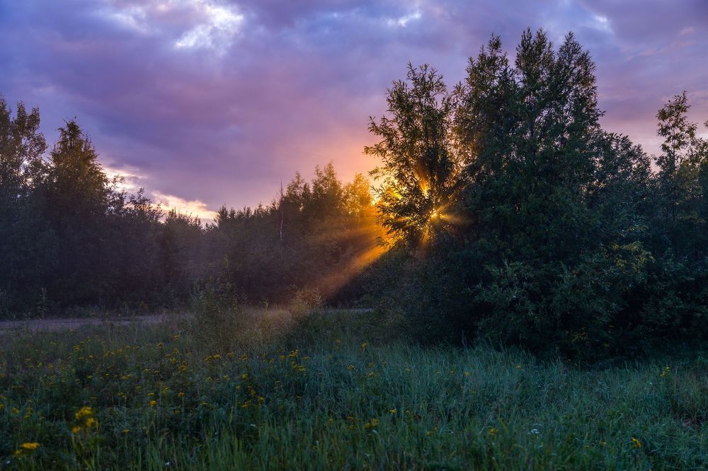 Солнышко в кустах сидит, и лучами шевелит